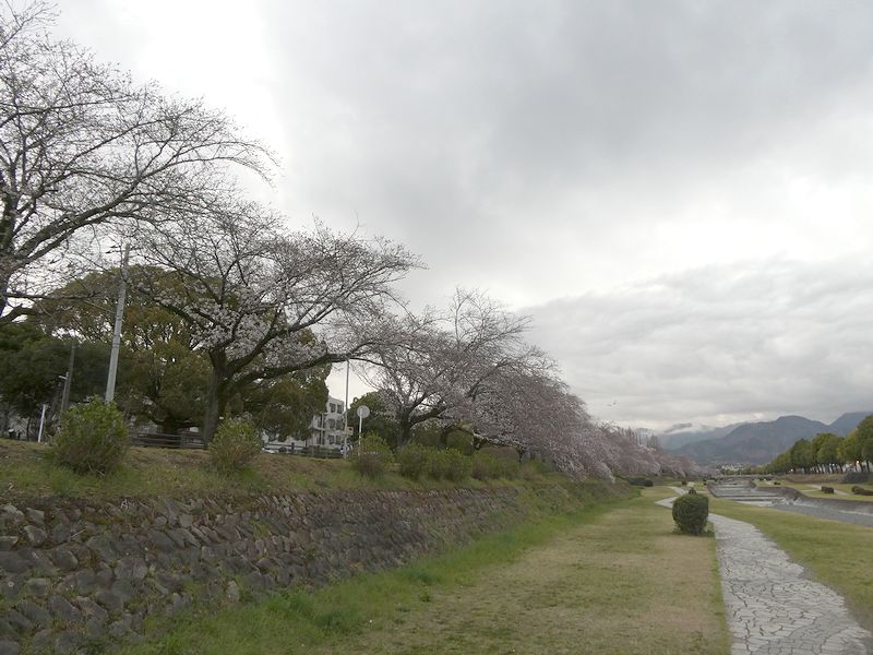 カルチャーパーク前の桜03-2025.03.29