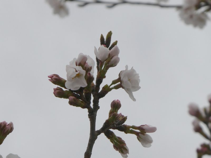 秦野市役所の桜01-2025.03.29