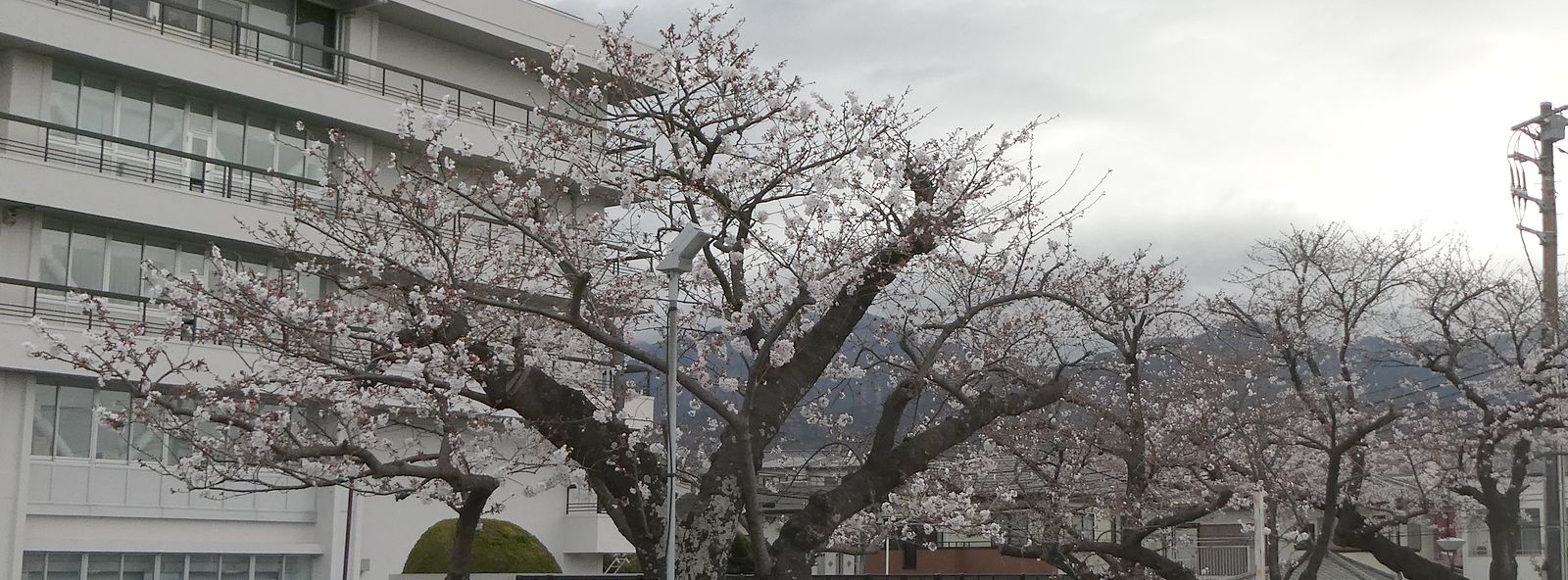 秦野市役所の桜02-2025.03.29