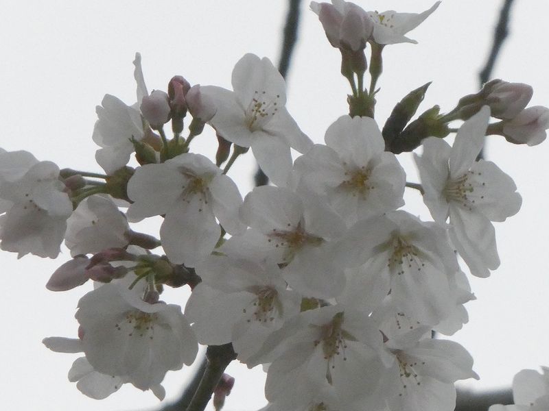 はだの桜みちの桜01-2025.03.29