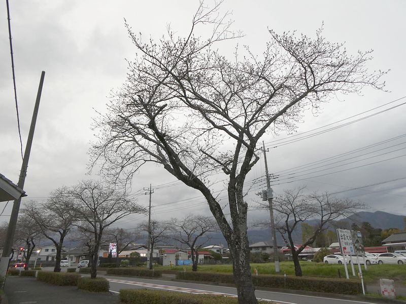 はだの桜みちの桜02-2025.03.29