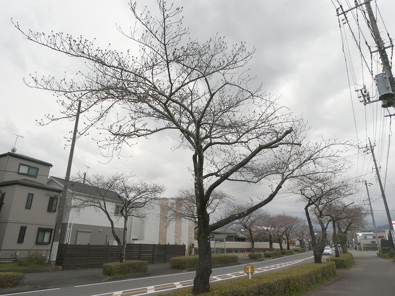 はだの桜みちの桜03-2025.03.29