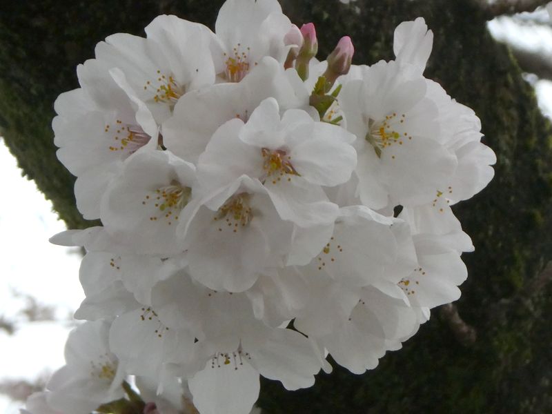 カルチャーパーク前の桜01-2025.03.30