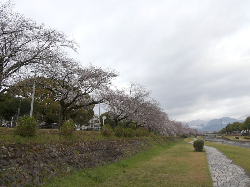 カルチャーパーク前の桜03-2025.03.30