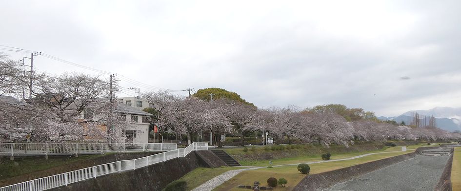 富士見大橋からみた桜01-2025.03.30