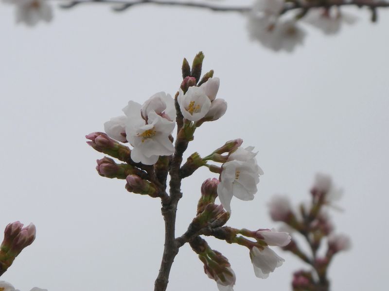 秦野市役所の桜01-2025.03.30