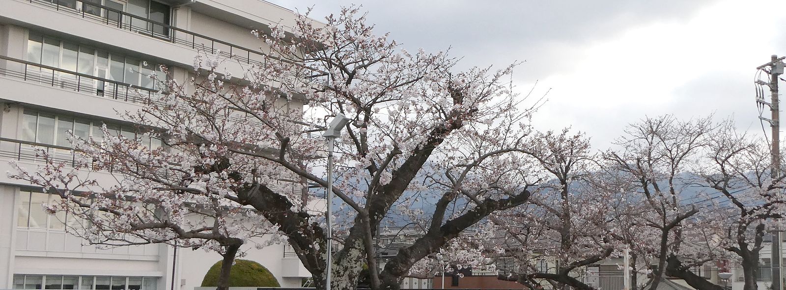 秦野市役所の桜02-2025.03.30