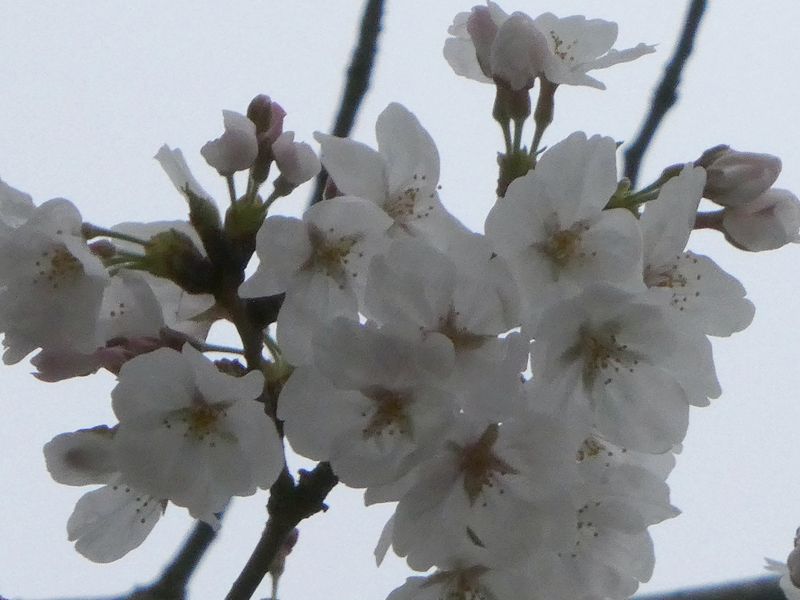 はだの桜みちの桜01-2025.03.30