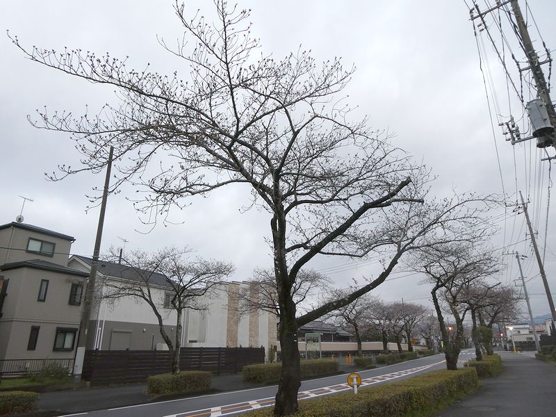 はだの桜みちの桜03-2025.03.30