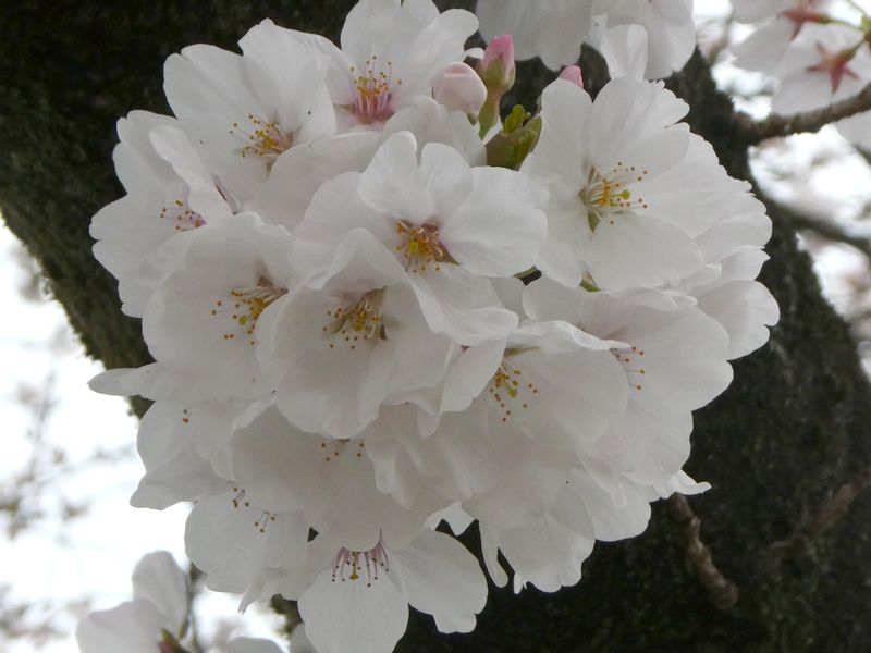 カルチャーパーク前の桜01-2025.03.31