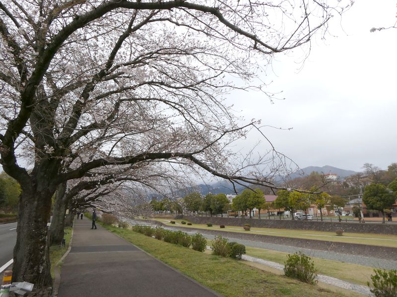 カルチャーパーク前の桜02-2025.03.31