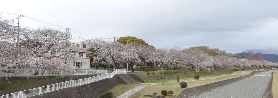 富士見大橋からみた桜01-2025.03.31