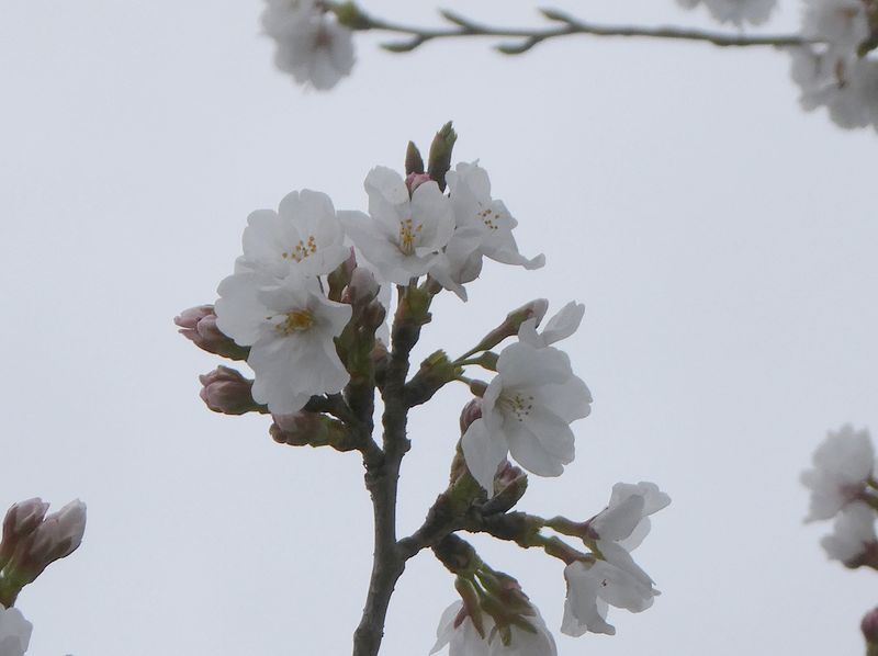 秦野市役所の桜01-2025.03.31