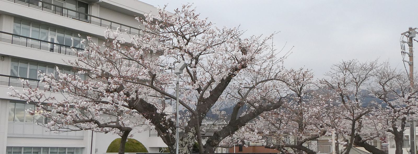 秦野市役所の桜02-2025.03.31