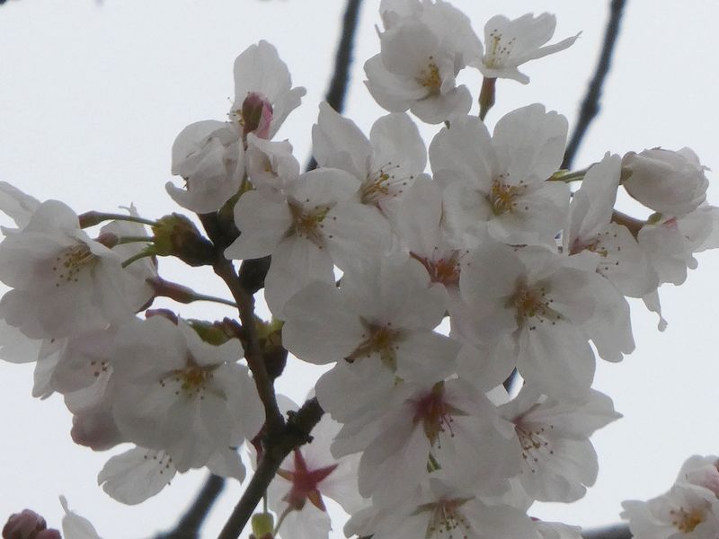はだの桜みちの桜01-2025.03.31