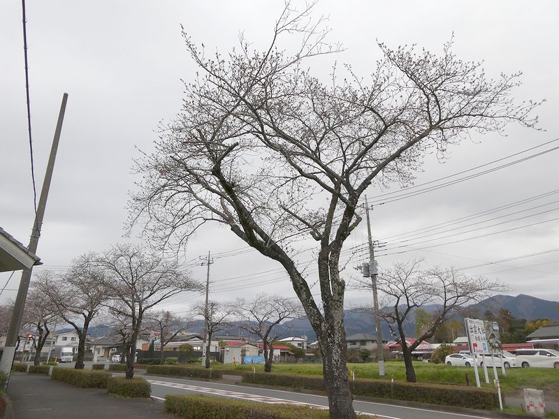 はだの桜みちの桜02-2025.03.31