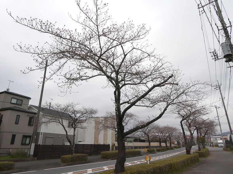 はだの桜みちの桜03-2025.03.31