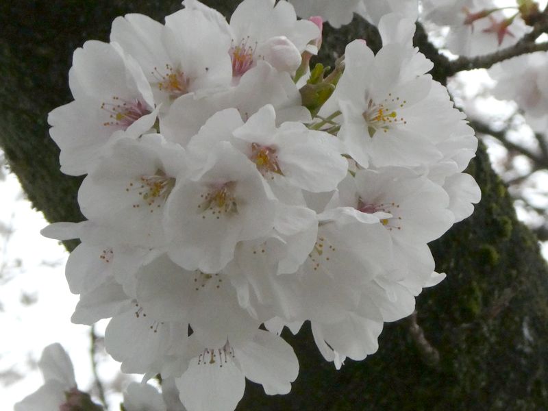 カルチャーパーク前の桜01-2025.04.01