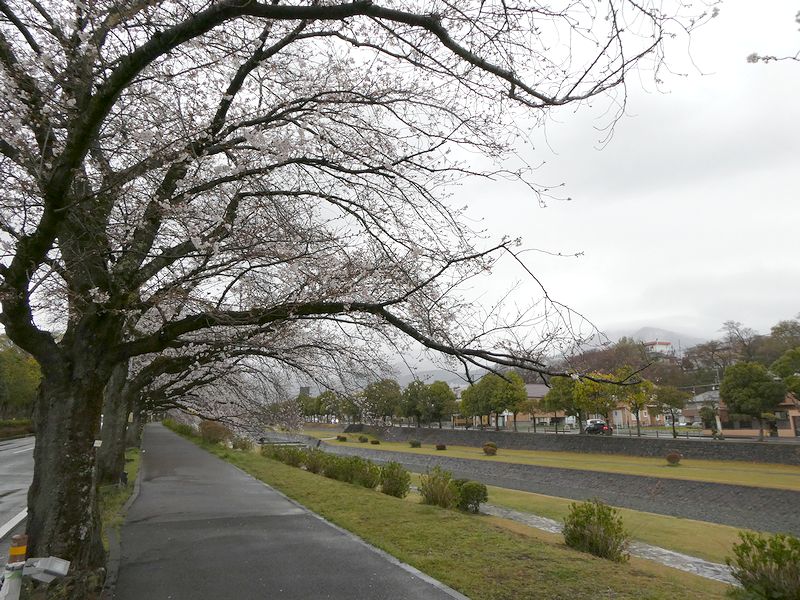 カルチャーパーク前の桜02-2025.04.01