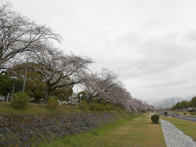 カルチャーパーク前の桜03-2025.04.01