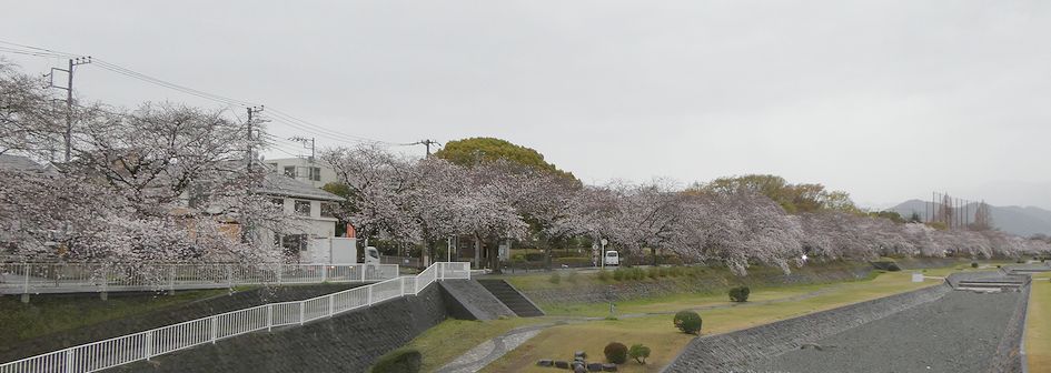 富士見大橋からみた桜01-2025.04.01