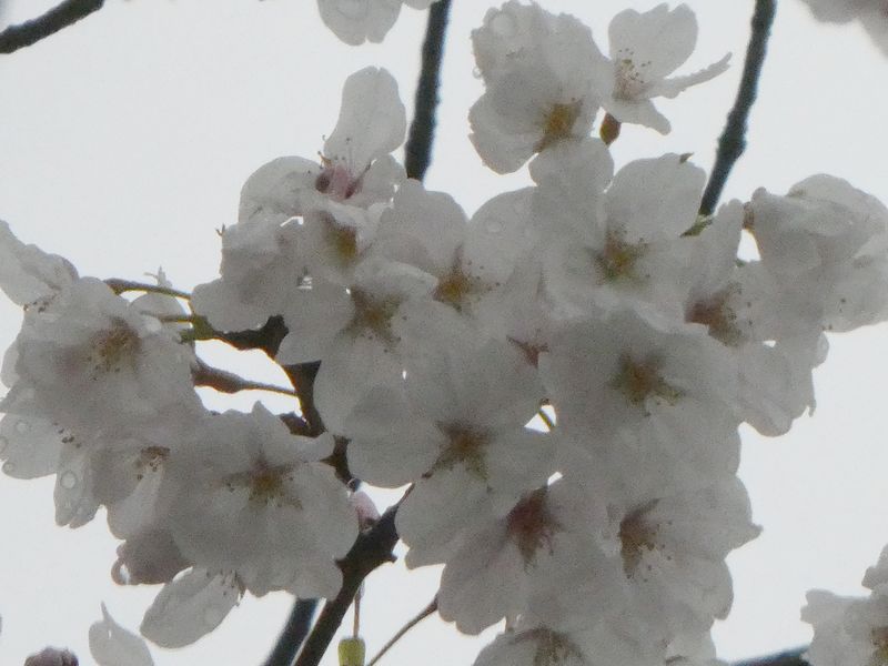 はだの桜みちの桜01-2025.04.01