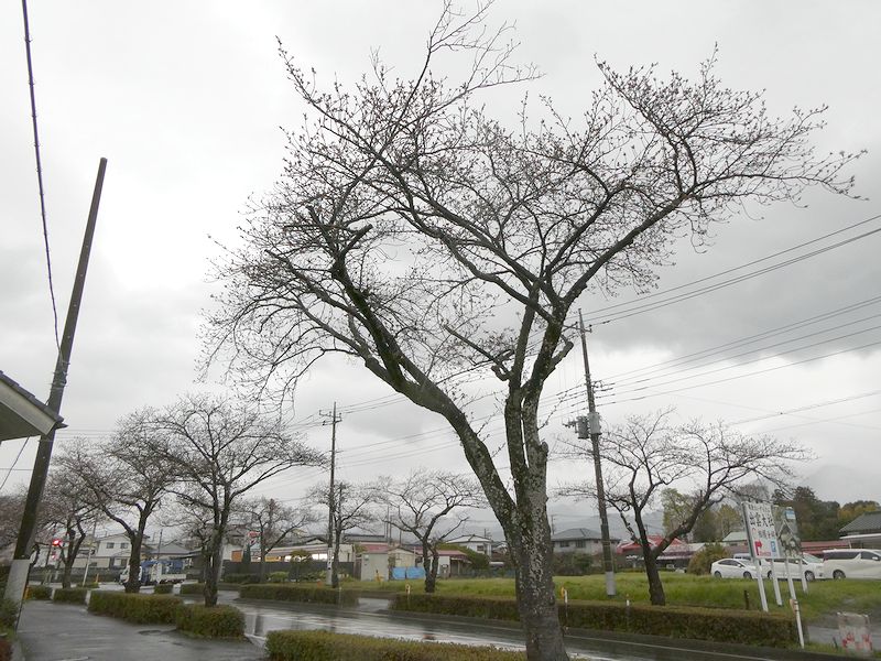 はだの桜みちの桜02-2025.04.01