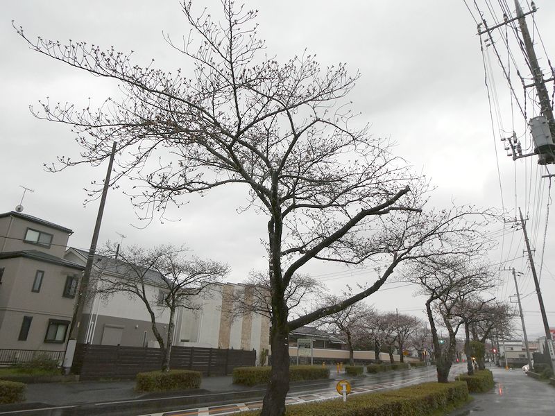 はだの桜みちの桜03-2025.04.01