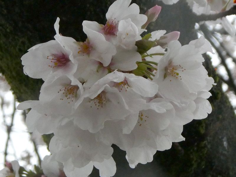カルチャーパーク前の桜01-2025.04.02