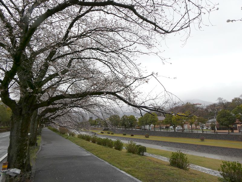 カルチャーパーク前の桜02-2025.04.02