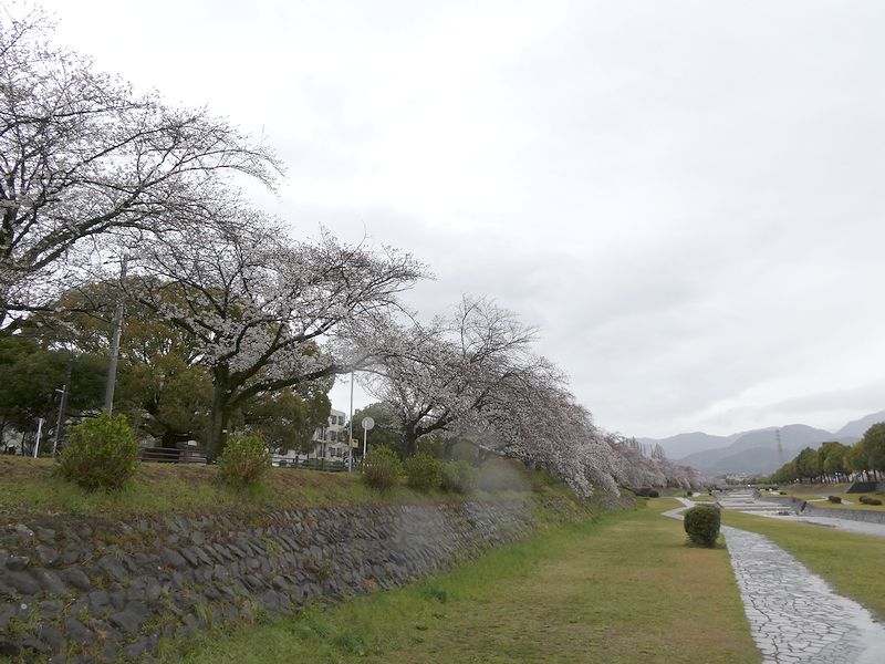 カルチャーパーク前の桜03-2025.04.02
