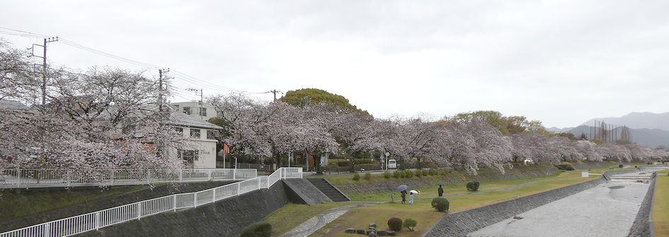 富士見大橋からみた桜01-2025.04.02