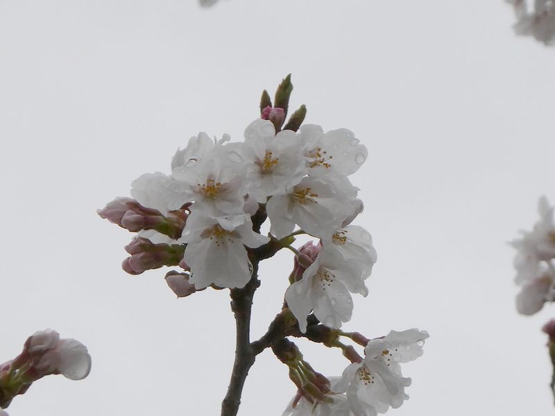 秦野市役所の桜01-2025.04.02