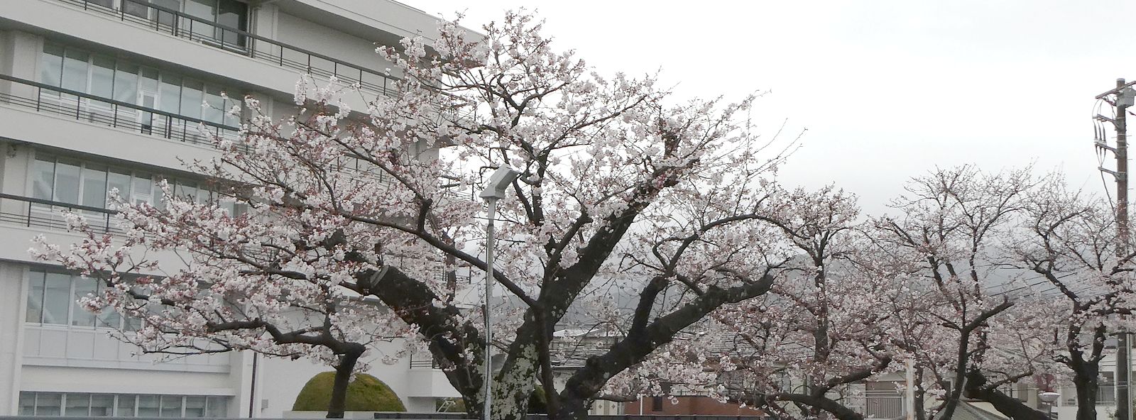 秦野市役所の桜02-2025.04.02