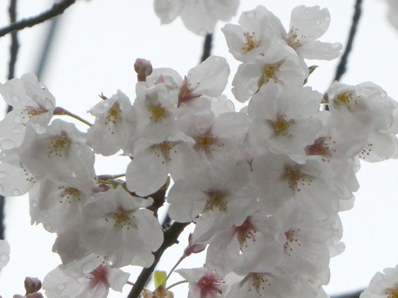 はだの桜みちの桜01-2025.04.02