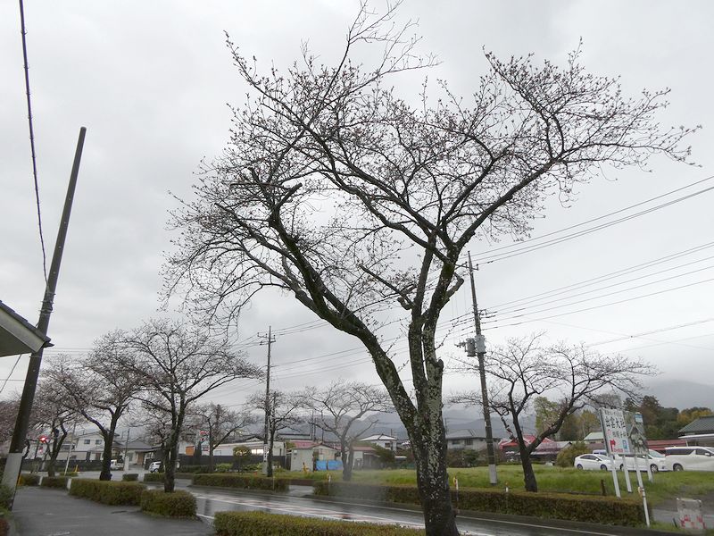 はだの桜みちの桜02-2025.04.02