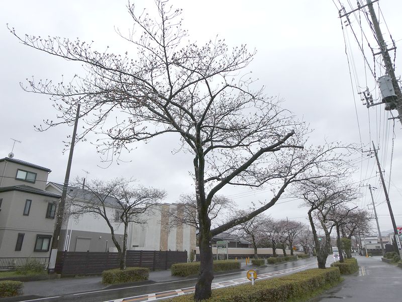 はだの桜みちの桜03-2025.04.02