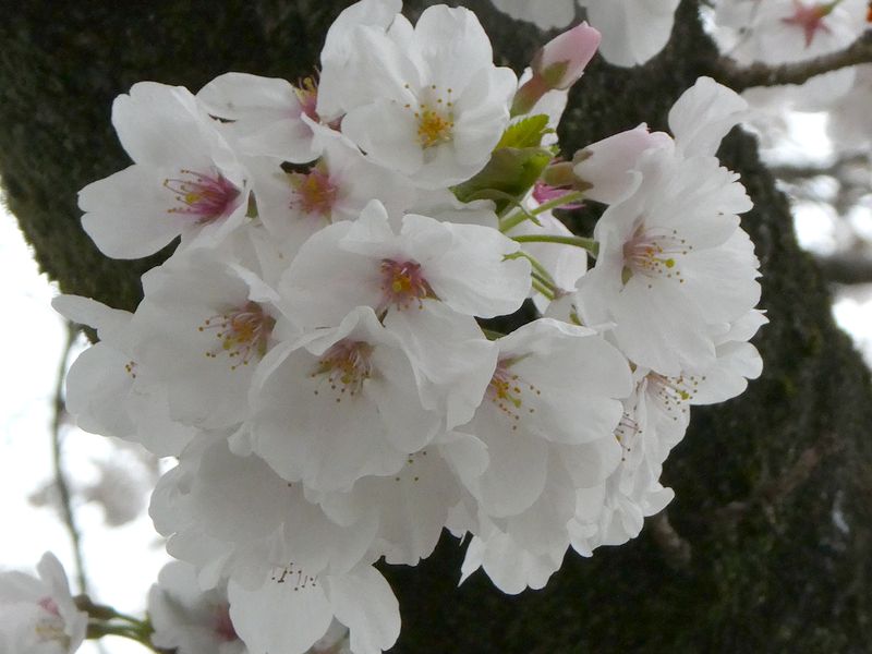 カルチャーパーク前の桜01-2025.04.03