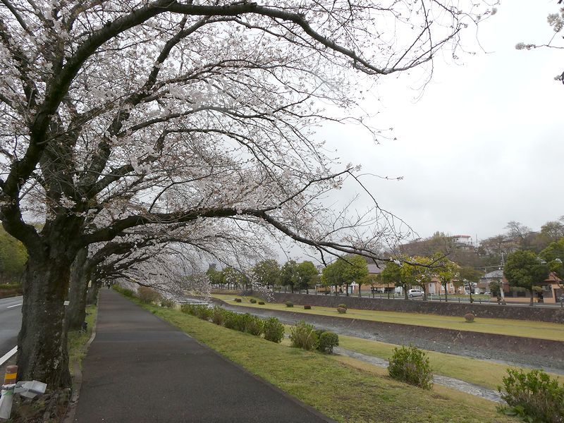 カルチャーパーク前の桜02-2025.04.03