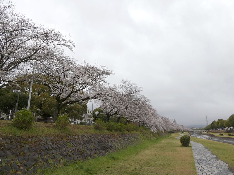 カルチャーパーク前の桜03-2025.04.03
