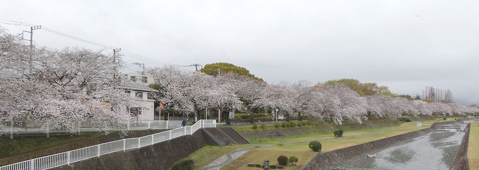 富士見大橋からみた桜01-2025.04.03