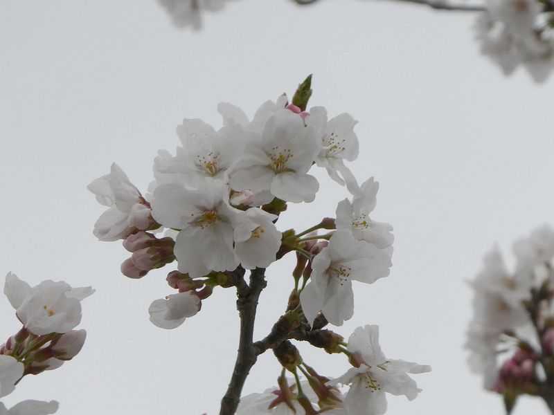 秦野市役所の桜01-2025.04.03