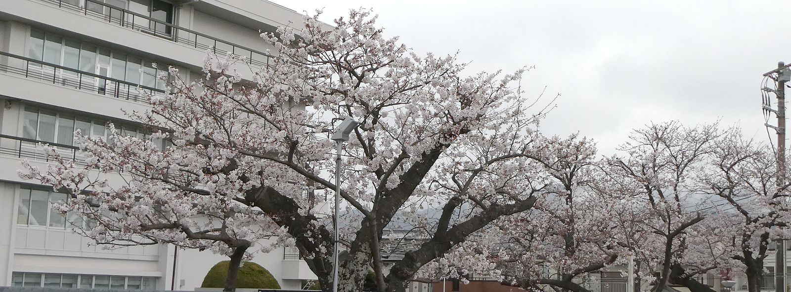 秦野市役所の桜02-2025.04.03