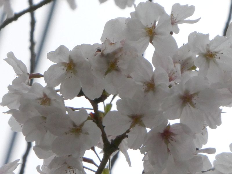 はだの桜みちの桜01-2025.04.03