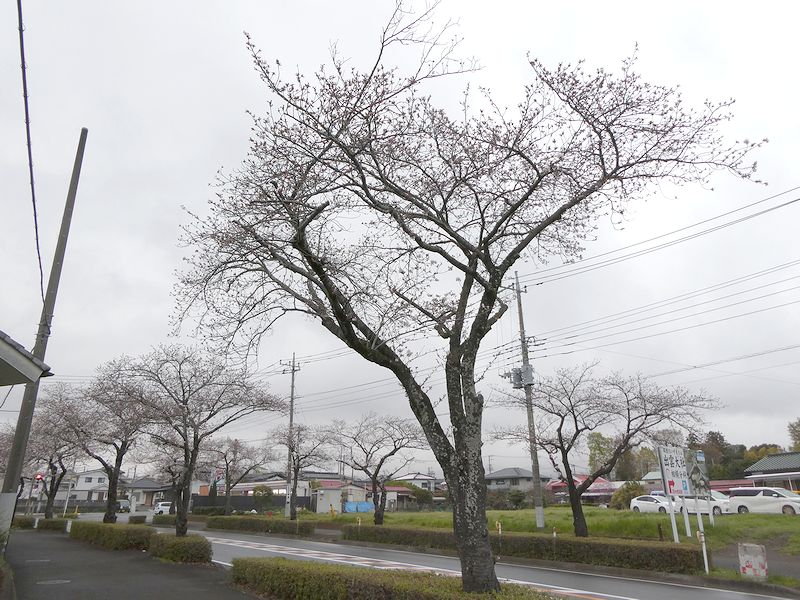 はだの桜みちの桜02-2025.04.03