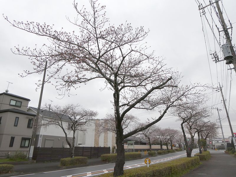 はだの桜みちの桜03-2025.04.03