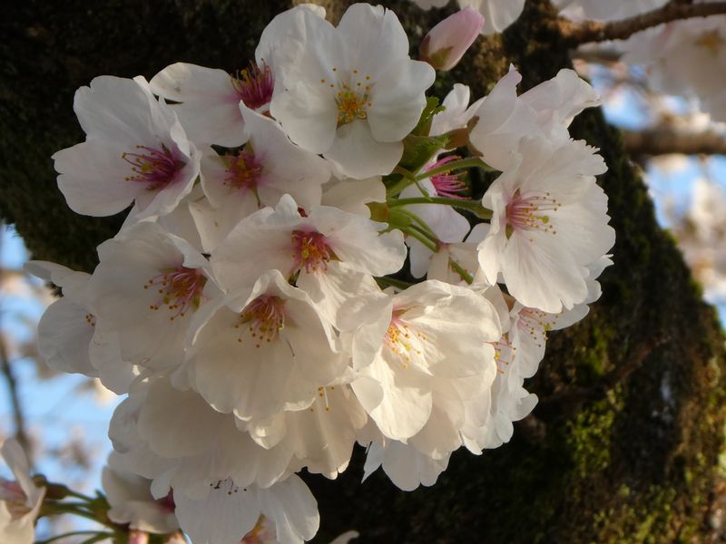 カルチャーパーク前の桜01-2025.04.04
