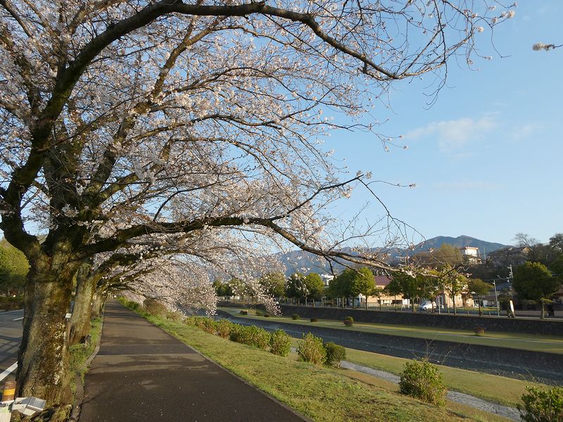 カルチャーパーク前の桜02-2025.04.04