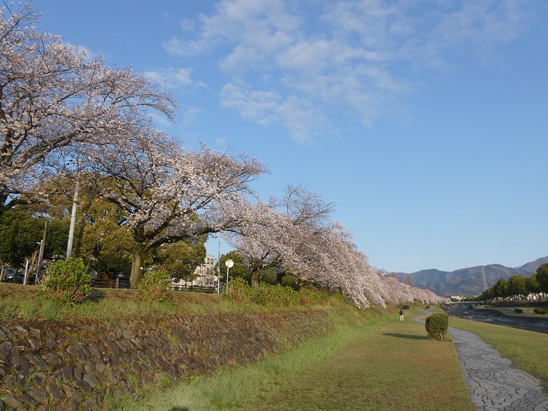 カルチャーパーク前の桜03-2025.04.04