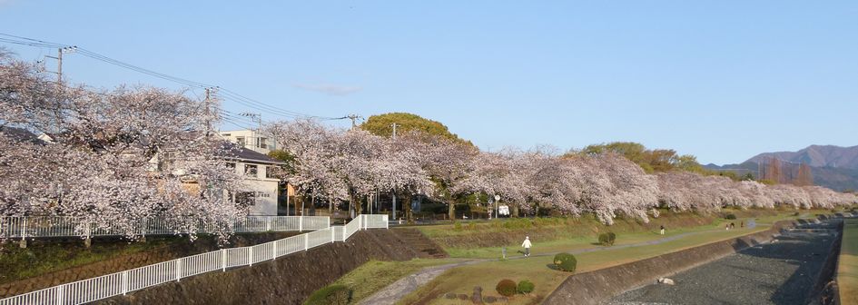 富士見大橋からみた桜01-2025.04.04